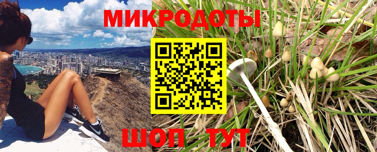 Галлюциногенные грибы Psilocybe Жигулёвск